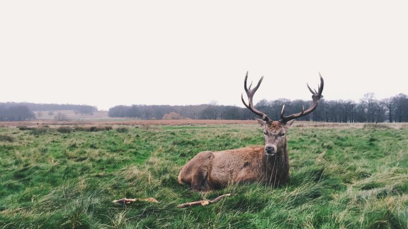 Richmond Park