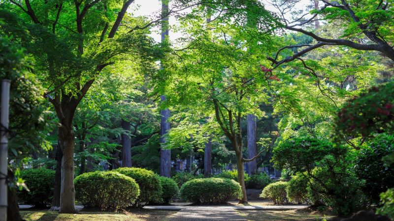 Brooklyn Botanic Garden